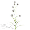 Rattlesnake master