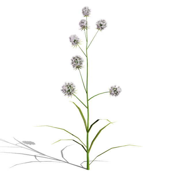 Rattlesnake master