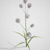 Rattlesnake master Z43