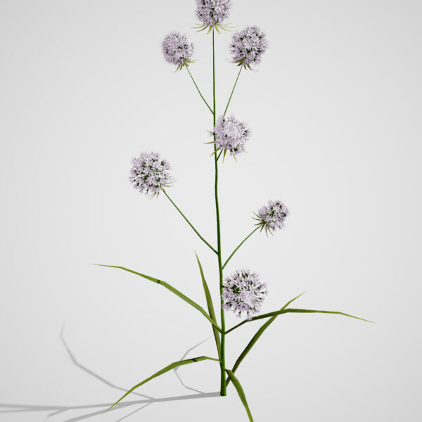 Rattlesnake master Z43