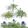 Realistic Arabian Globe Thistle (2)