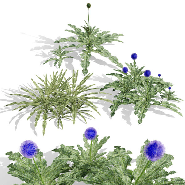 Realistic Arabian Globe Thistle (2)