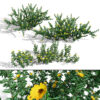 Realistic Arabian Tribulus Bush (2)