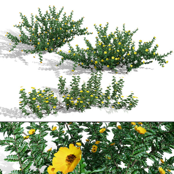 Realistic Arabian Tribulus Bush (2)