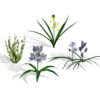 Wild Arabian Desert Flora Pack (2)