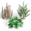 Wild Arabian Desert Flora Pack 2 (2)