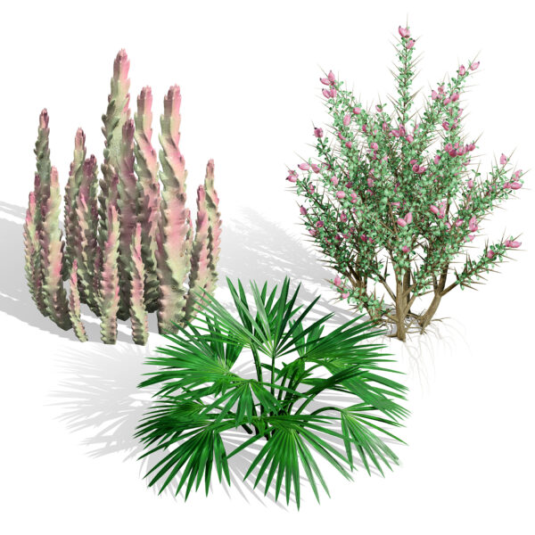Wild Arabian Desert Flora Pack 2 (2)