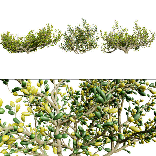Zygophyllum mandavillei Desert Plant (2)