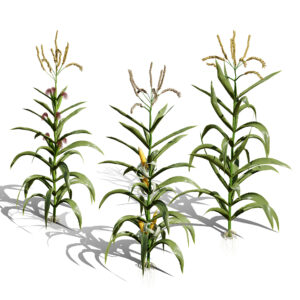 North American Corn plants North American Corn plants