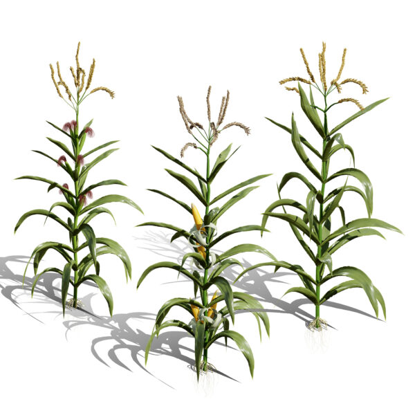 North American Corn plants