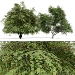 North American True Berries & Aggregate Fruits