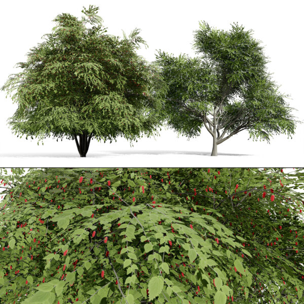 North American True Berries & Aggregate Fruits