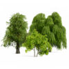 North American Common Trees North American Common Trees