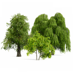 North American Common Trees North American Common Trees
