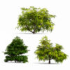 North American Stone Fruits Trees