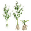 Skirret Sium sisarum vegetables Skirret Sium sisarum vegetables