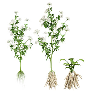 Skirret Sium sisarum vegetables Skirret Sium sisarum vegetables