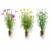 North Americn salsify vegetable plantfrom North Americn salsify vegetable plantfrom