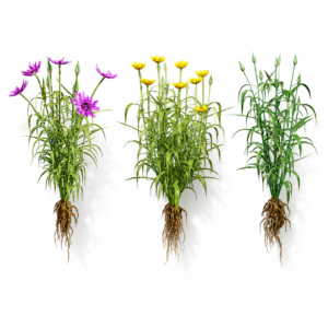 North Americn salsify vegetable plantfrom