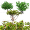 North American Pome Fruit Trees