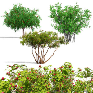 North American Pome Fruit Trees