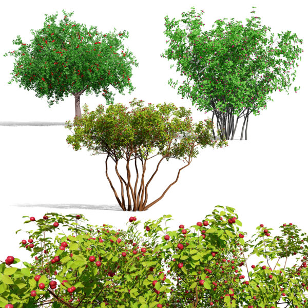 North American Pome Fruit Trees