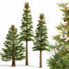 North American Firs Pack North American Firs Pack