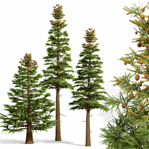 North American Firs Pack North American Firs Pack