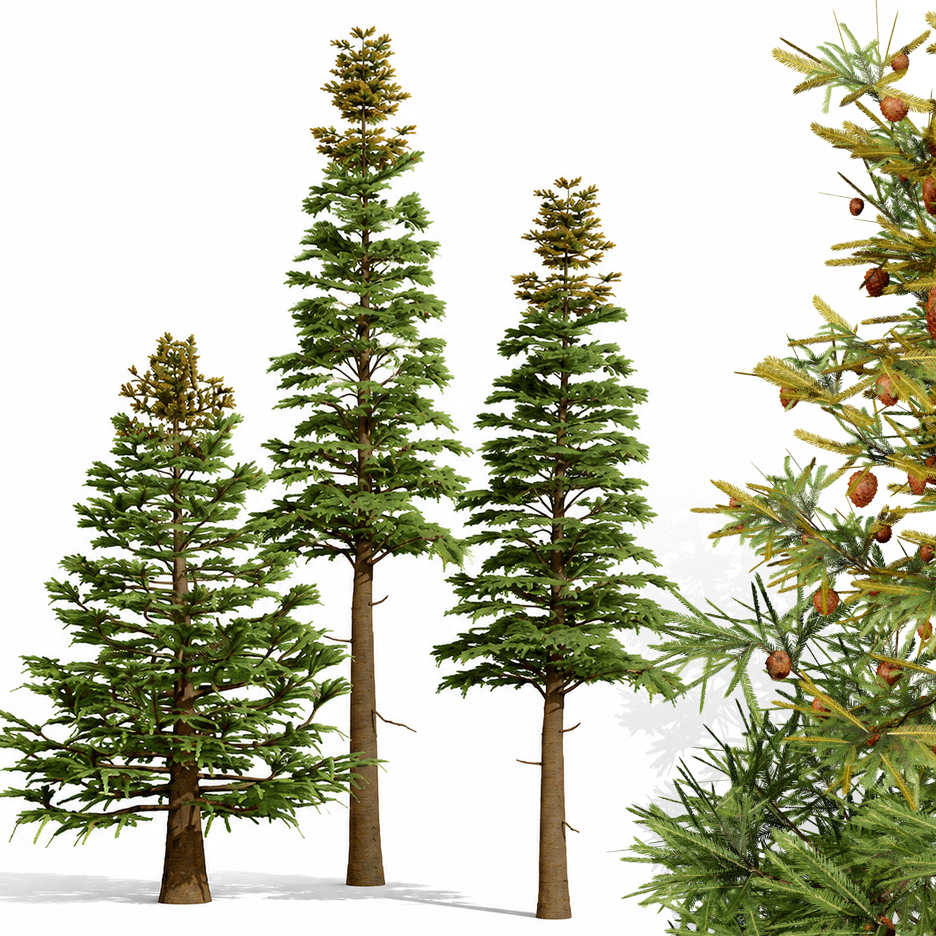 Trees - mehrazvira.com