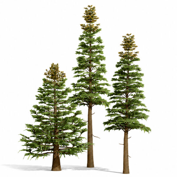 00 cover balsam_fir_3_tree_poster_4k