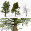 North American Sycamore Tree North American Sycamore Tree
