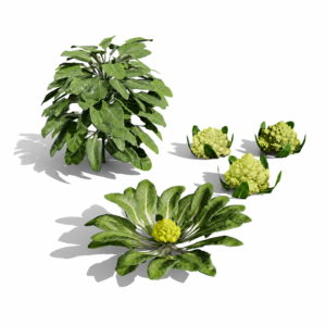 Romanesco vegetable plants