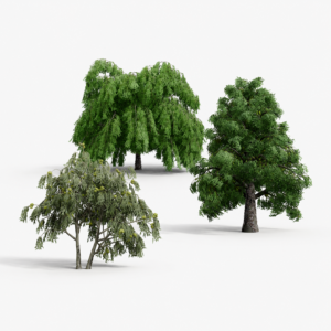North American Common Trees