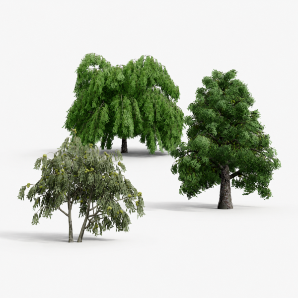 North American Common Trees North American Common Trees