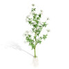 01 02- North American flowering Skirret (Sium sisarum) vegetables 11