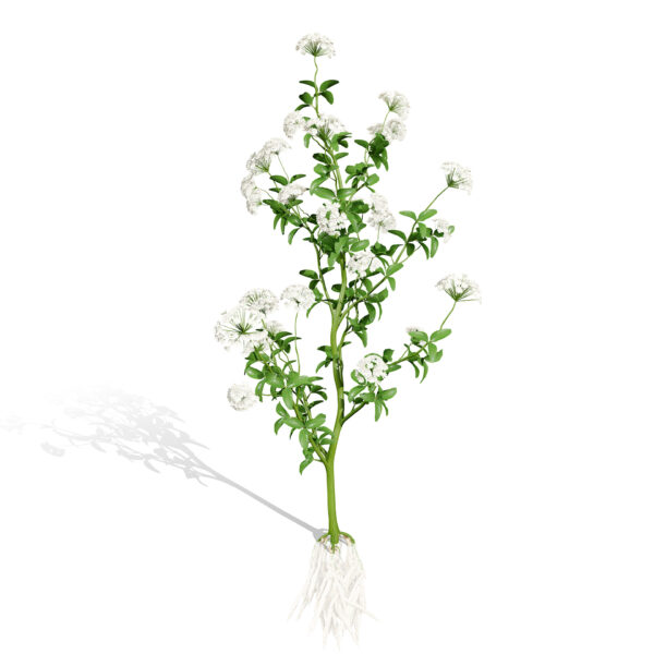 01 02- North American flowering Skirret (Sium sisarum) vegetables 11