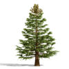 01-Balsam Fir (Abies balsamea)
