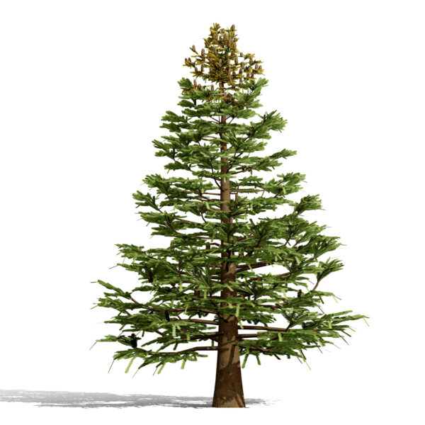 01-Balsam Fir (Abies balsamea)