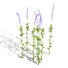 01 Blue False Indigo (Baptisia australis)