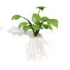 01- North American Skirret (Sium sisarum) vegetables 2