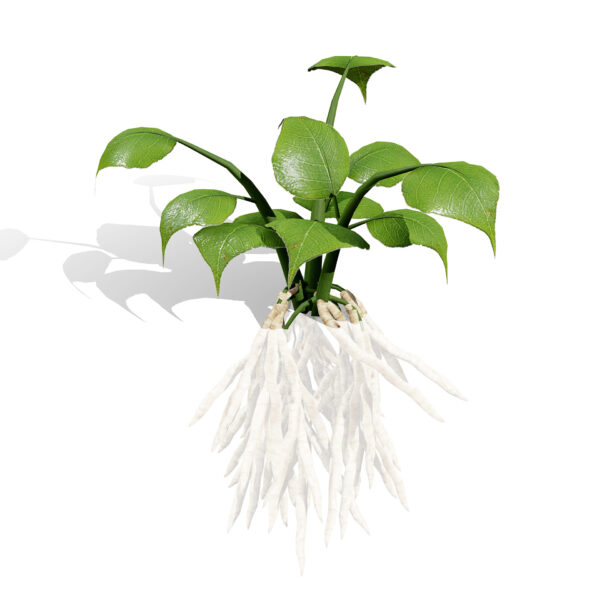 01- North American Skirret (Sium sisarum) vegetables 2