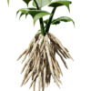 01- North American Skirret (Sium sisarum) vegetables z32