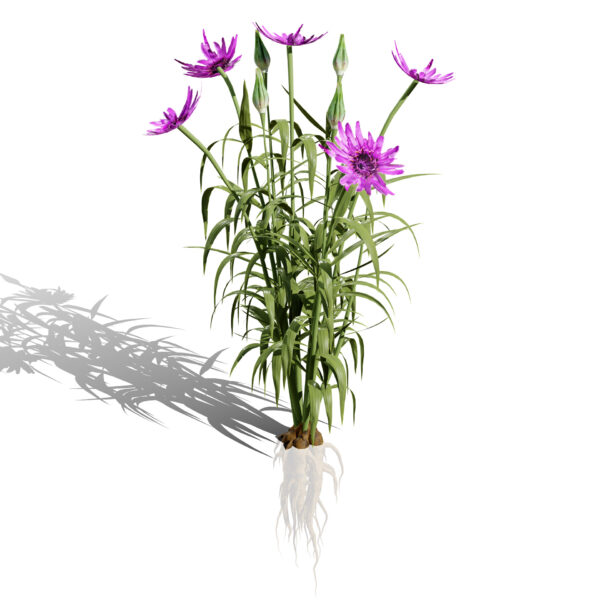 01 Salsify Flower plant