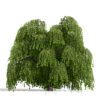 01 Willow tree