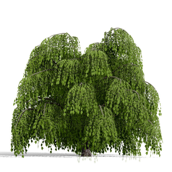 01 Willow tree