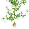 02- North American flowering Skirret (Sium sisarum) vegetables z3212