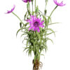 02 Salsify Flower plant z3