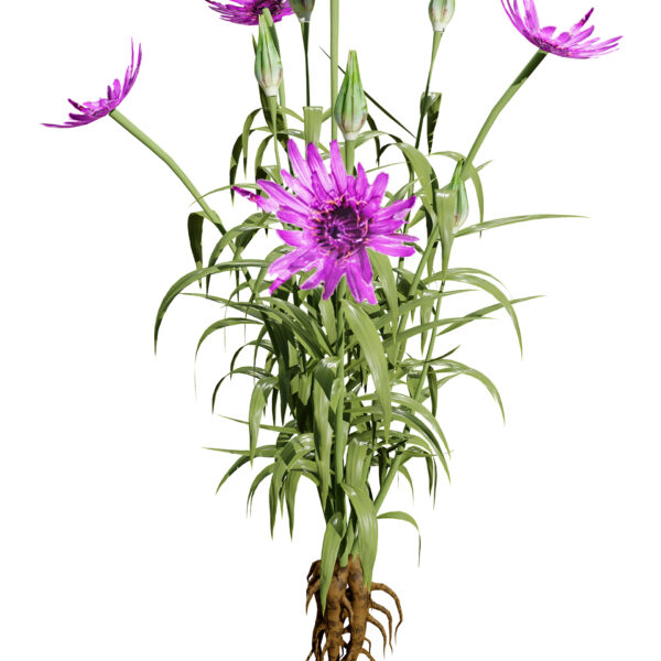 02 Salsify Flower plant z3
