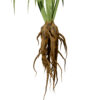 02 Salsify Flower plant z43