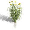 03 North American Western Salsify